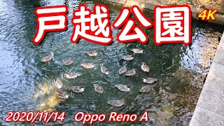 戸越公園 Oppo Reno A 2020年11月14日 4K  無編集