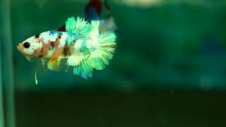 Betta Neon Galaxy HMPK-J-69