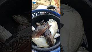 വറ്റ ചെമ്പല്ലി കറൂപ്പ്🐟🐠 #fishing #fish #shortsfeed #shorts #trending #viral #views