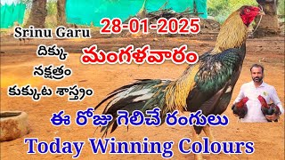 28 January 2025 Today Winning Colours#kukkutasastram  @SrinuGariFarms   @SrinuGaruSGF