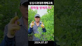 사과대추 장마철 방제는   240707