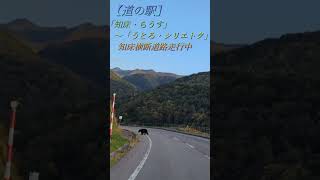 【知床横断道路】野生の熊！？#shorts