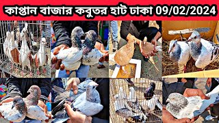 09/02/2024  কাপ্তান বাজার কবুতর হাট ঢাকা। কাপ্তান বাজার কবুতরের হাট। কম দামে কবুতর। কবুতরের বাচ্চা।