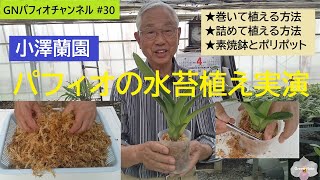 #30小澤蘭園パフィオの水苔植え実演