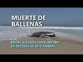 Muerte de ballenas jorobadas bate récord en Brasil, con más de 130 este año