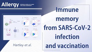 New insights into human immune memory from SARS-CoV-2 infection and vaccination