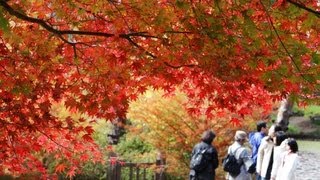 神戸市立森林植物園で紅葉見ごろ