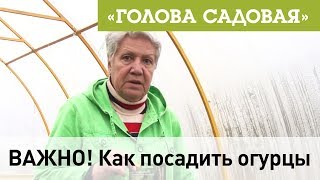 Голова садовая - ВАЖНО! Как посадить огурцы