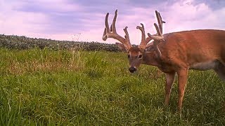 GIANT NON-TYPICAL BUCK | Ted Miller's Velvet Rut