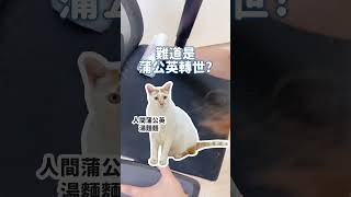 誰懂鏟屎官的困擾？這隻神奇除毛刷～來回推拉輕鬆除毛，效果我是真的嚇到勒｜毛孩市集 Petpetgo