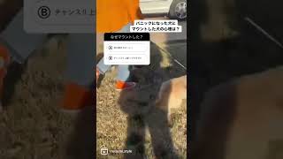 パニックになった犬にマウントする犬の心理は？#shorts#犬