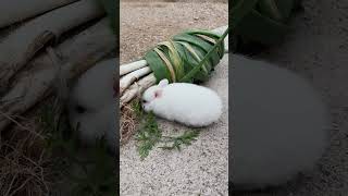 Cute bunny baby