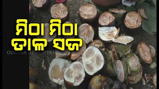 | Odisha Reporter ଖରାଦିନ ଆସିଲେ ମନେପଡ଼େ ତାଳ ସଜ