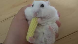 もぐもぐハムスター🐹ヤングコーン🌽The hamster is munching at the young corn