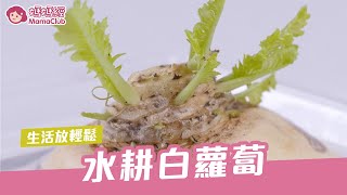 水耕白蘿蔔| 媽媽經MamaClub