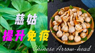 【免疫力 食療】慈姑：免疫力 食療之寶，高營養成分,  提升 天然免疫系統 ! | 免疫力 強化