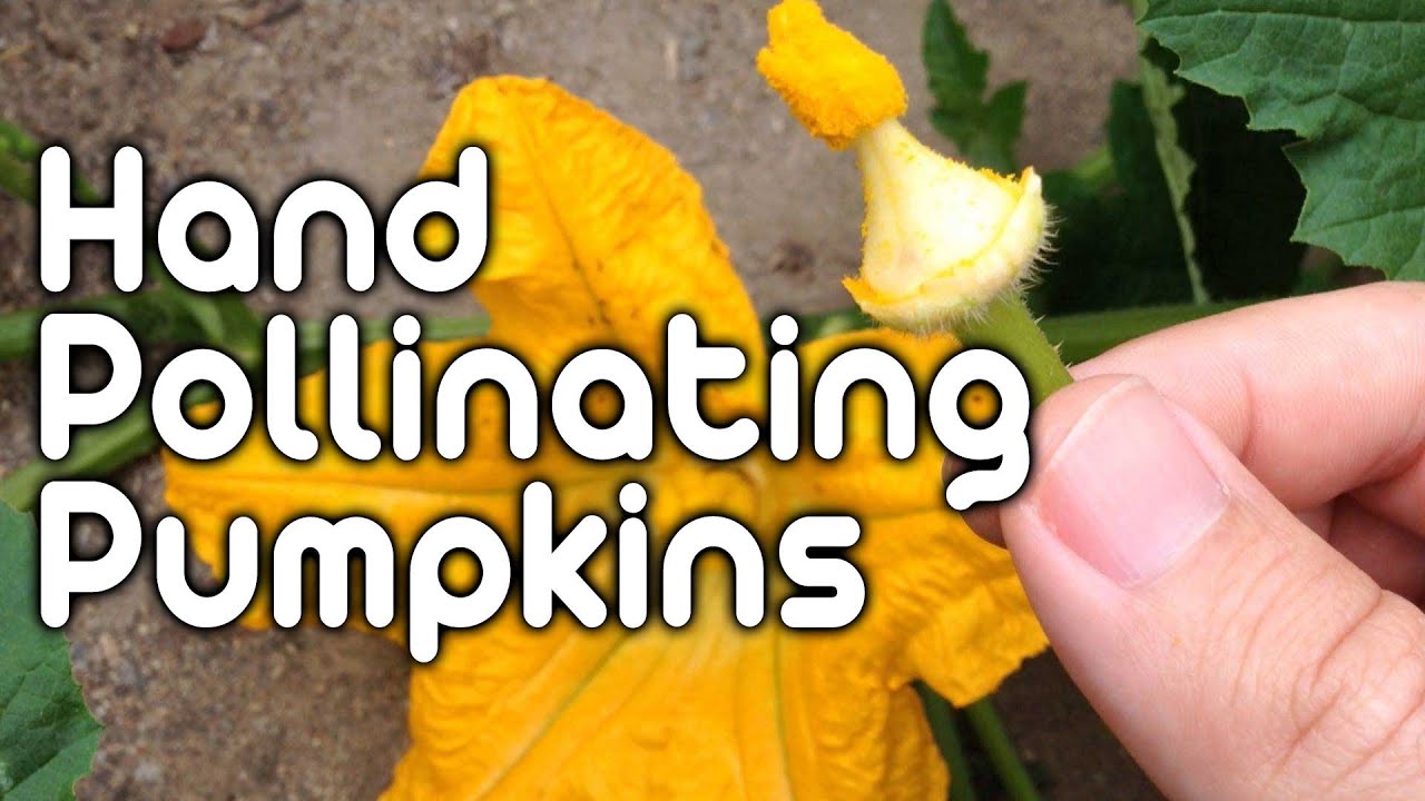 Hand Pollinating Pumpkins Youtube
