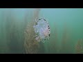 underwater litter picking bsac dive with us