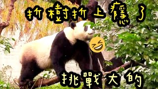 圓寶毀樹毀上癮，圓寶說：偶要找果果|熊貓貓熊The Giant Panda Yuan Yuan and Yuan Bao|台北市立動物園