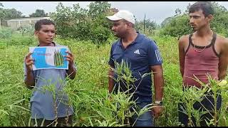 Farmer review ajaya okra | univeg |KBB sarai