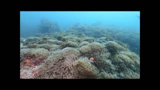 ニホンアワサンゴ群落2022.7.21(山口県周防大島町)