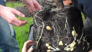 Quadgrow Root Veg Planter by Greenhouse Sensation