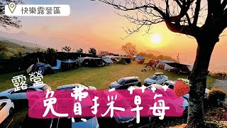 親子露營EP16 | 苗栗快樂露營區、露營免費採草莓、鐵箱碳火烤雞、露營三餐、聲寶CLAIRE mini cooker電子鍋、超哥雙峰帳 4K 대만 캠핑