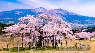 絶景九州 2022年3月放送「桜の絶景」