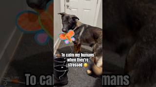 I have 2 very important jobs!😂😂😂 #doglover #germanshepherd #cutedogs #gsd #dog #funnydogs #funny