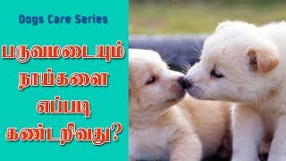 Dogs Care | பருவமடையும் நாய்களை அடையாளம் காண்பது எப்படி? | Dr.Umarani |SPS MEDIA