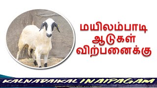 மயிலம்பாடி ஆடுகள் விற்பனைக்கு || Mylambadi goats for sale || Kalnadaikal inaipagam || Goat for sale