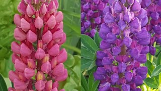 鲁冰花 Lupin 种植及播种