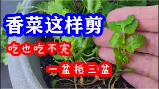 How to harvest coriander？