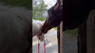 仲良く毛づくろいする牝馬たち🐴