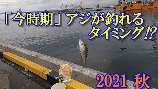 2021年秋 小名浜港アジ釣り！「今時期、アジが釣れる時間帯とタナを検証しました。」【海釣り】【遠投サビキ仕掛け】