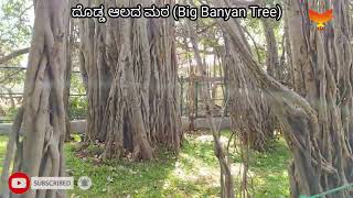 Big Banyan Tree Kethohalli Bangalore|ದೊಡ್ಡ ಆಲದ ಮರ |ವಿಶ್ವವಿಖ್ಯಾತ ದೊಡ್ಡ ಆಲದ ಮರ|4oo ಆಲದ ಮರ