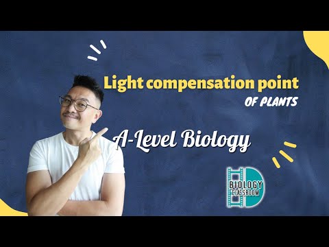 What happens to a plant when the light intensity is below the light compensation point?