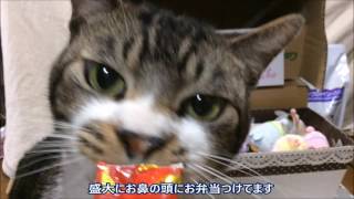 ちゅーるを無心に食べる姿がかわいい☆寄り目でおやつを食べる猫　リキちゃん【リキちゃんねる　猫動画】Cute cat