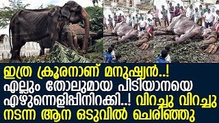 എല്ലും തോലുമായ പിടിയാനയുടെ ദയനീയ ചിത്രങ്ങള്‍ കണ്ണുനിറയിക്കും