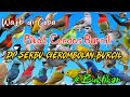 Mp3 Pikat Burcil Cerdas Langsung di Serbu Para Gerombolan Burcil ‼️