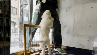 ヤマトさん危機一髪！ゴールデンレトリバー子犬ティト。