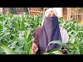 সঠিক পদ্ধতিতে ভুট্টা চাষ। ভুট্টা চাষের নিয়ম। agriculture bdfarmers corn cultivation righr corn