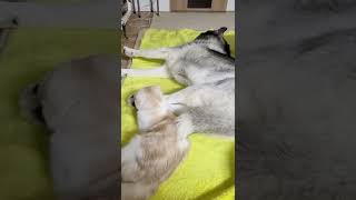 寝坊したハスキー犬を起こしにきた子猫がこちら…笑