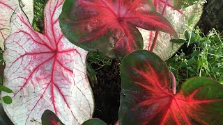 💚 ~ Planting Caladium ~ Simple Pot Arrangement ~ Shade pots ~ ❤️