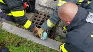 Local Officials Rescue Raccoon from Sewer Grate in Massachusetts