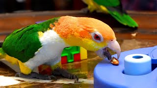 Mid December Stream | Live w/ Apollo the Talking Parrot