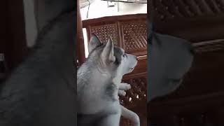 Bagani my siberian husky #youtube #youtubeshorts #siberianhusky #husky #hauling #dog #doglover #dogs