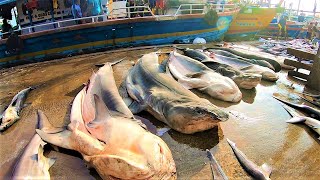 සද්ධන්ත මෝරු බාන එකම ලෙල්ලම | unbelievable fish market in sri lanka  😲 🦈👣