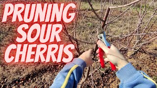 Pruning sour cherries 4 year old