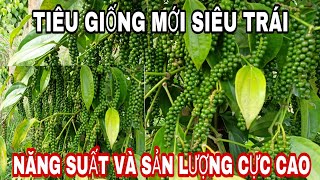 [61] GIỚI THIỆU GIỐNG HỒ TIÊU GIỐNG MỚI NĂNG XUẤT RẤT CAO ..sdt anh Linh chủ vườn 0334974942